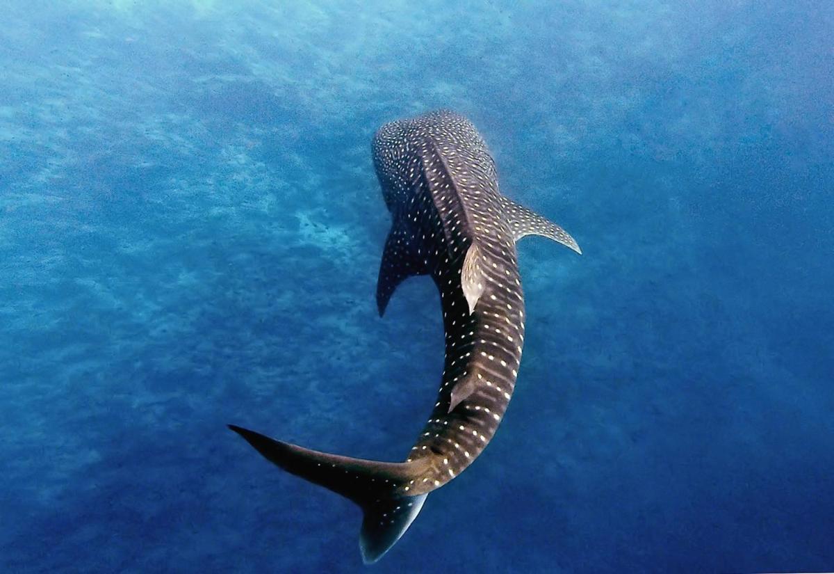 Manta Reserve Maalhos  Экстерьер фото